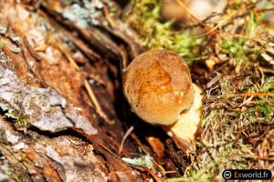 Boletus