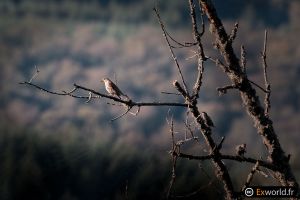 Turdus