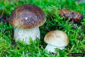 Boletus edulis II