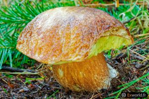 Boletus edulis