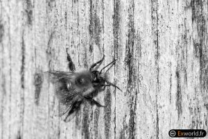 Bombus pascuorum II