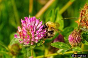 Bombus pascuorum