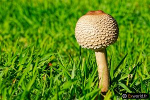 Macrolepiota