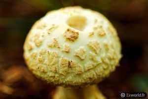 Amanita Citrina II