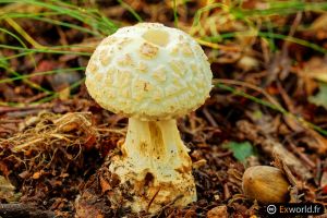 Amanita Citrina