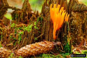 Calocera viscosa