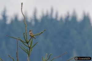 Turdus viscivorus