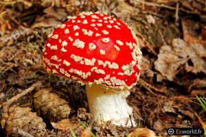 Amanita muscaria V