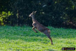 Leaping up