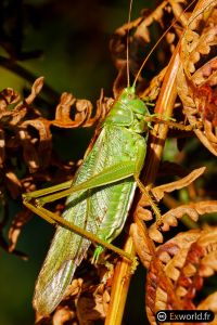 Tettigonia viridissima