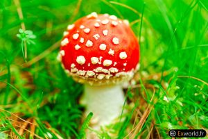 Amanita muscaria III