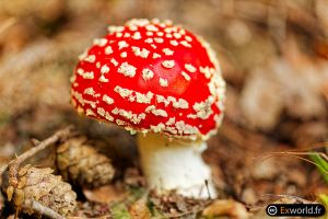 Amanita muscaria IV