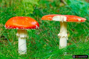 Amanita muscaria