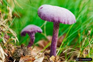 Laccaria amethystina