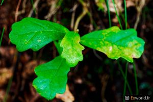 Small oak