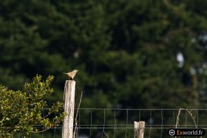 Turdus viscivorus