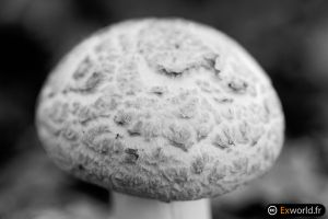 Amanita Citrina II