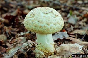 Amanita Citrina