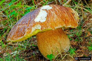 Boletus edulis