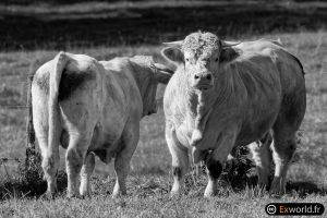 Bull curiosity