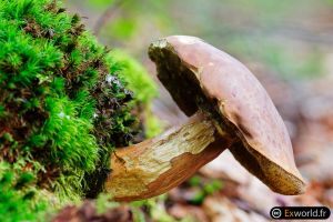 Boletus