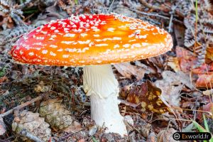 Amanita muscaria VII