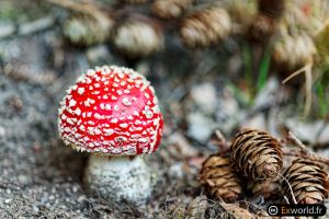 Amanita muscaria VIII 1 day later