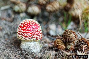 Amanita muscaria VIII