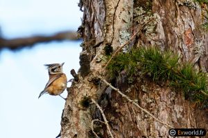 Lophophanes cristatus