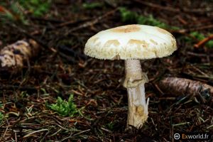 Amanita citrina