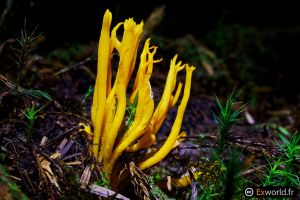 Calocera