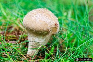 Lycoperdon perlatum II