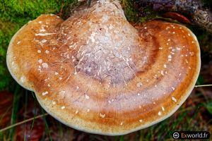 Piptoporus betulinus