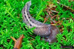 limax cinereoniger II