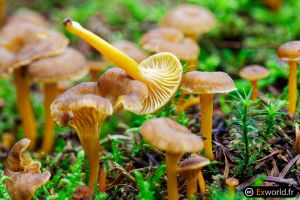 Craterellus tubaeformis