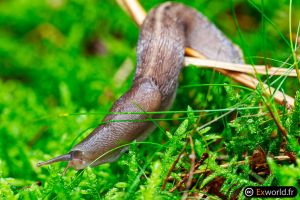 Limax cinereoniger