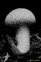 Lycoperdon perlatum