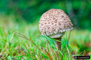 Macrolepiota procera