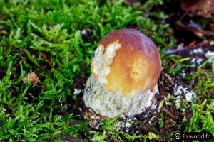 Young boletus